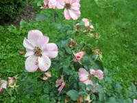 SAM_2161.webp