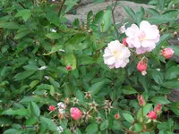 SAM_2166.webp