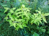 CIMG1568.webp