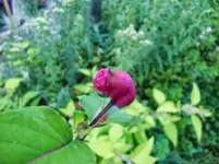 CIMG1572.webp