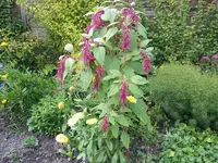 garten.webp