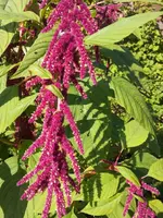 IMG-20130930.webp
