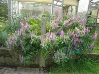 CIMG1608.webp