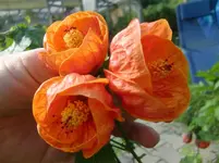 CIMG1602.webp