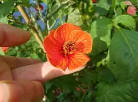 CIMG1619.webp