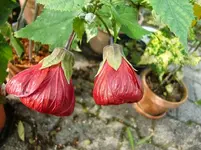 CIMG1694.webp