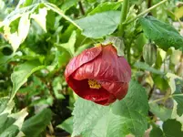 CIMG1698.webp