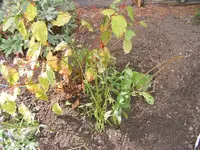 Gelenkblume neu.webp