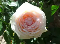 SAM_1029.webp