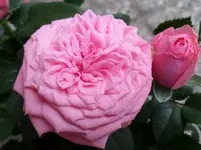 SAM_1034.webp