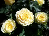 SAM_0998.webp