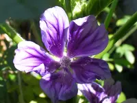 SAM_1005.webp