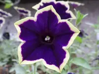 SAM_1004.webp