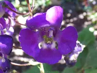 SAM_1006.webp