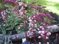 SAM_1011.webp