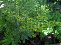 SAM_0965.webp