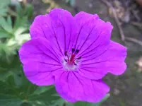 SAM_1008.webp