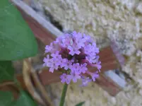 SAM_1025.webp