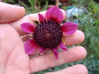 CIMG1468.webp