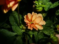 CIMG1507.webp