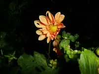 CIMG1508.webp