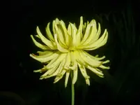 CIMG1511.webp