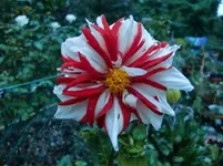 CIMG1515.webp