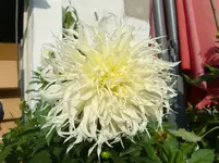 CIMG1752.webp