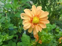 CIMG1664.webp