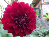 SAM_1015.webp