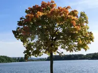 CIMG5686.webp