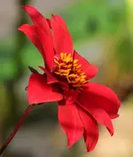 einfachbluehende Dahlie.webp