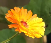 Ringelblume.webp