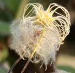 Samenstand Staudenclematis130930.webp