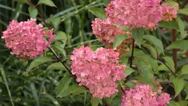 Vanille fraise 130930.webp
