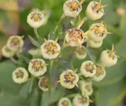 verwelkte Ballonblume.webp