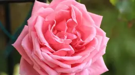 Coral Dawn 130930.webp