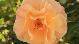 Westerland 130930.webp