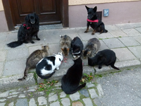 alle07.webp