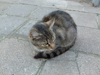 sara01.webp