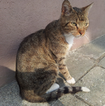 seppl juli13-01.webp