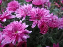 Blüte1.webp