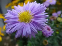Blüte2.webp