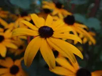 Blüte3.webp