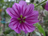 Blüte4.webp