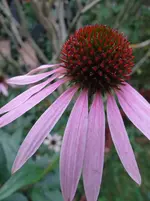 Blüte5.webp