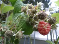 Himbeeren.webp