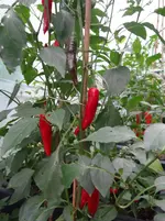 Paprika Edelsüß.webp
