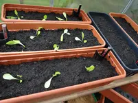 Salat und Pak Choi.webp