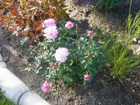 P1100032.webp